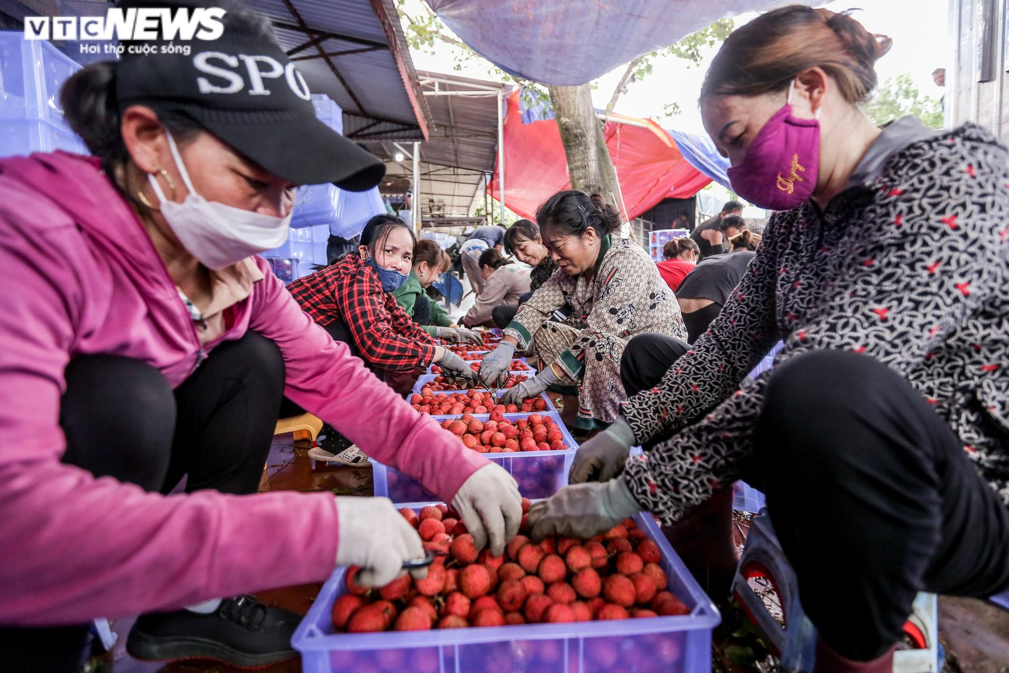 Phu vải 'bán sức lấy tiền', kiếm bạc triệu mỗi ngày tại thủ phủ vải thiều - 8