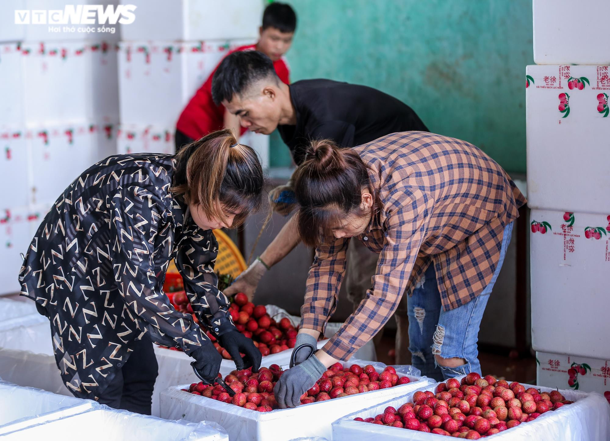 Phu vải 'bán sức lấy tiền', kiếm bạc triệu mỗi ngày tại thủ phủ vải thiều - 9