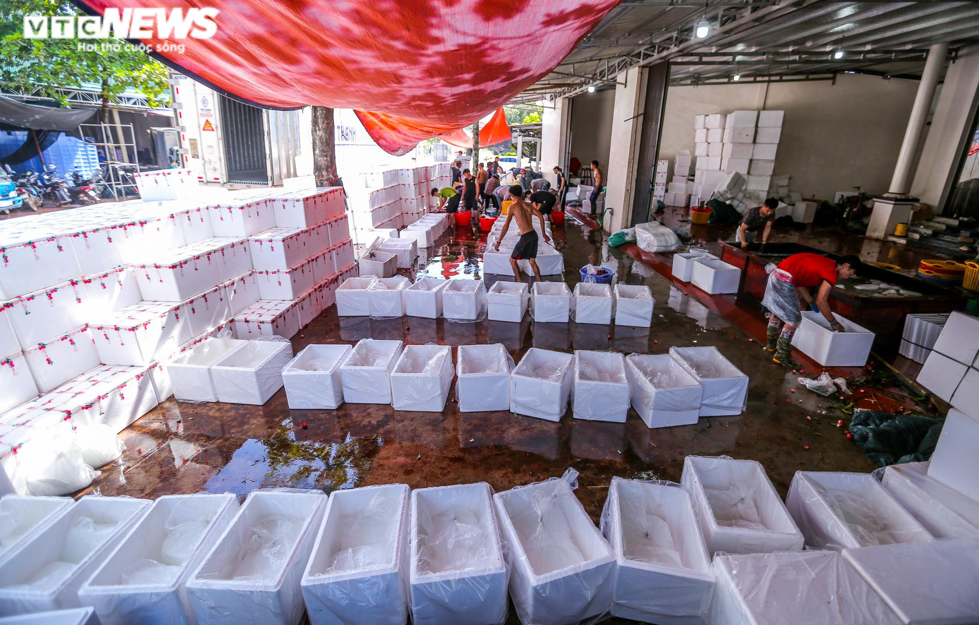 Phu vải 'bán sức lấy tiền', kiếm bạc triệu mỗi ngày tại thủ phủ vải thiều - 1