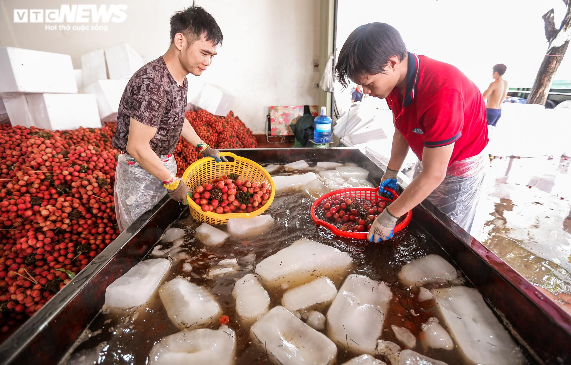 Phu vải 'bán sức lấy tiền', kiếm bạc triệu mỗi ngày tại thủ phủ vải thiều - 6