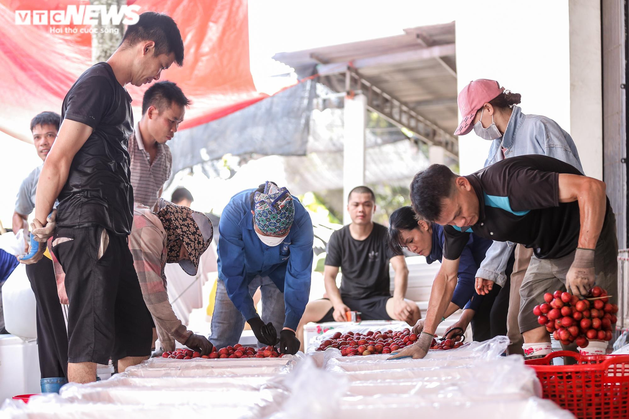 Phu vải 'bán sức lấy tiền', kiếm bạc triệu mỗi ngày tại thủ phủ vải thiều - 7