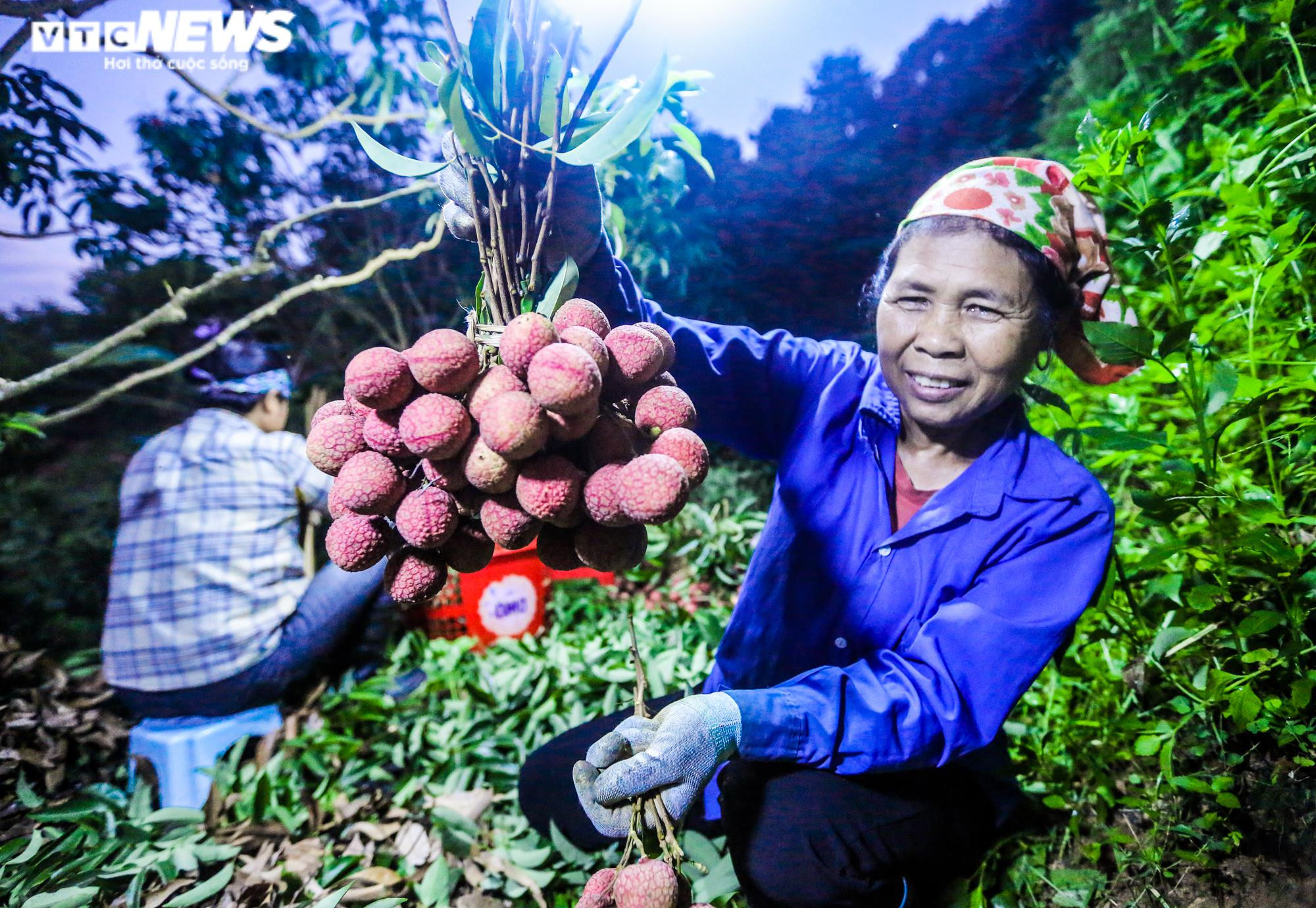 Ảnh: Theo chân nông dân Lục Ngạn soi đèn thâu đêm thu hoạch vải - 15