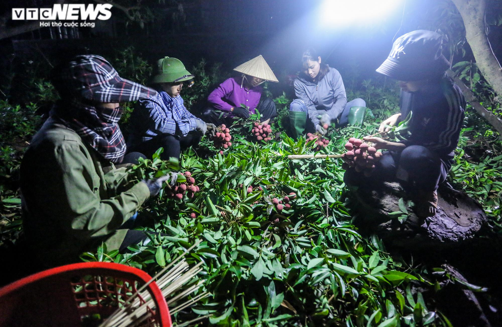 Ảnh: Theo chân nông dân Lục Ngạn soi đèn thâu đêm thu hoạch vải - 8