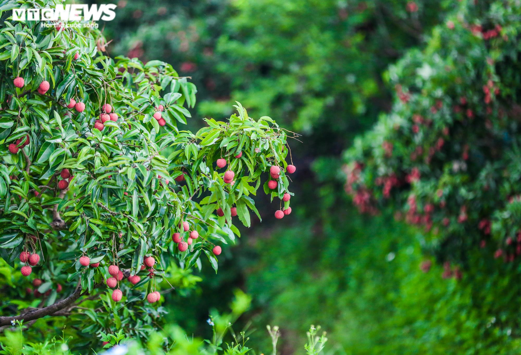 Ảnh: Theo chân nông dân Lục Ngạn soi đèn thâu đêm thu hoạch vải - 2