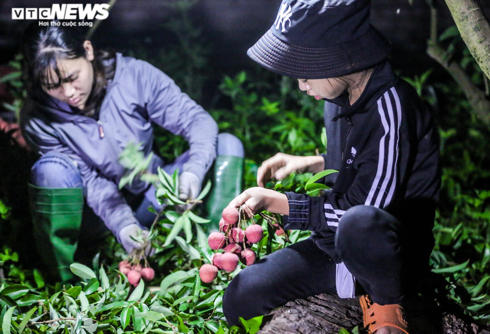 Ảnh: Theo chân nông dân Lục Ngạn soi đèn thâu đêm thu hoạch vải - 12