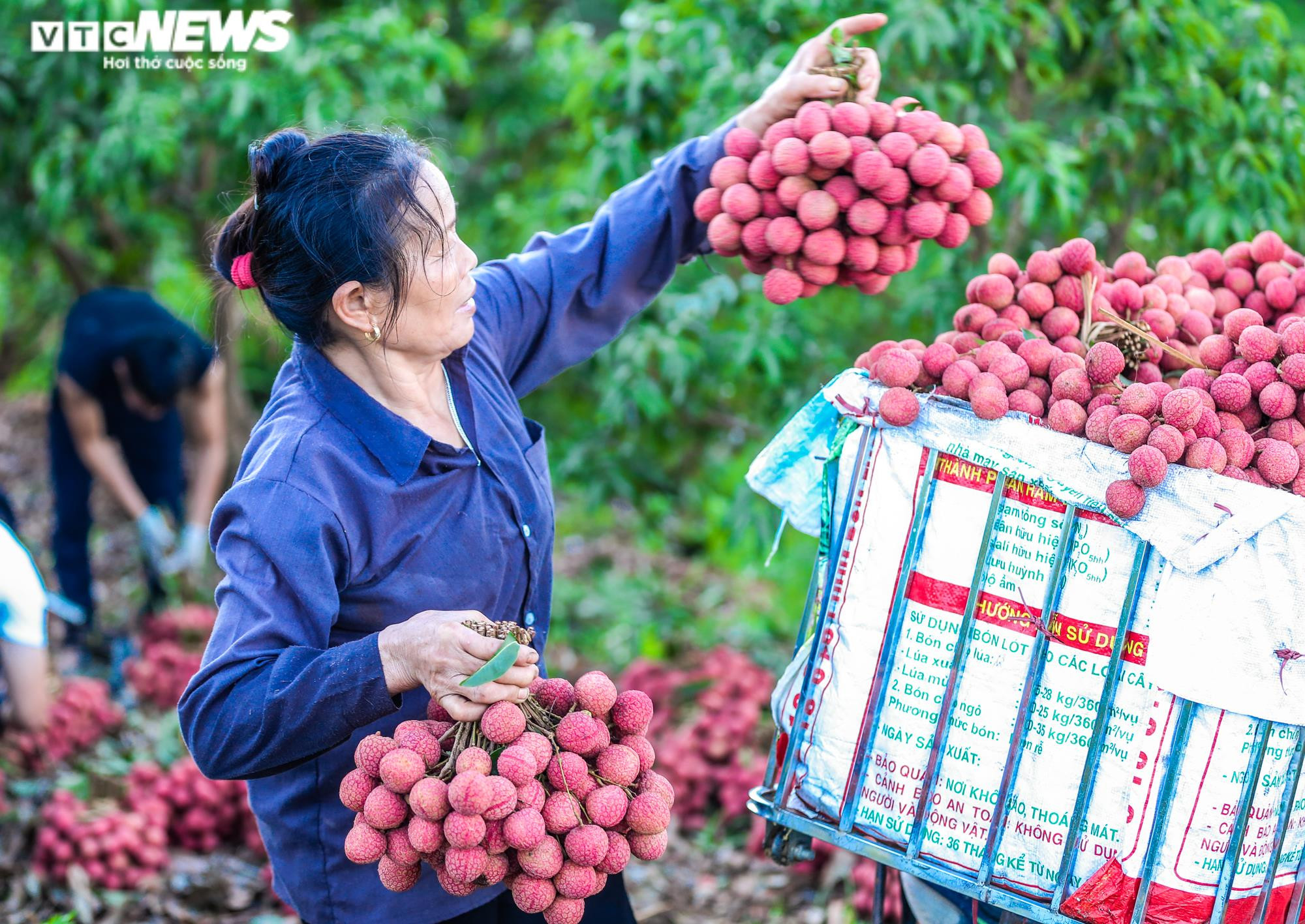 Ảnh: Theo chân nông dân Lục Ngạn soi đèn thâu đêm thu hoạch vải - 4