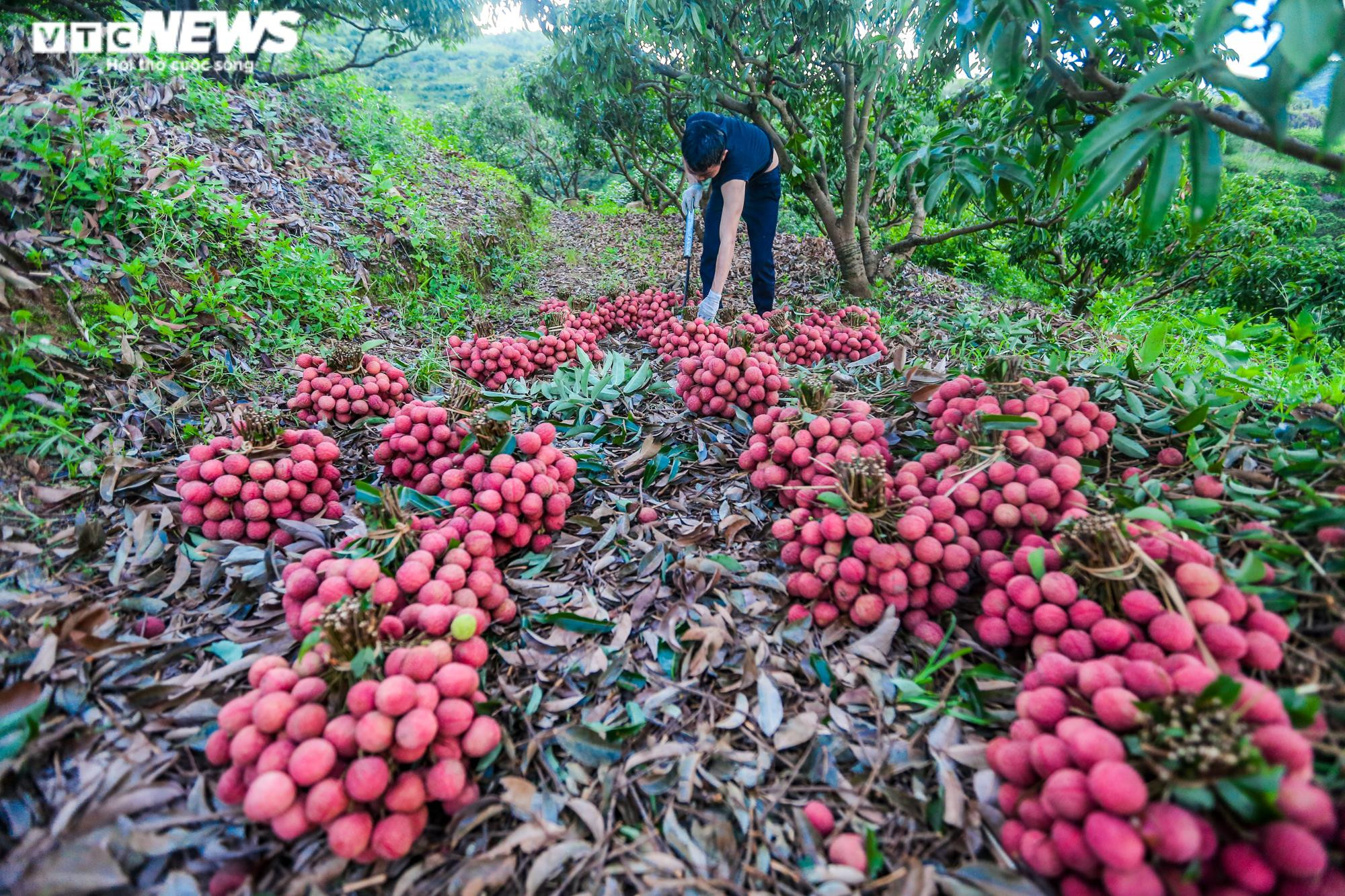 Ảnh: Theo chân nông dân Lục Ngạn soi đèn thâu đêm thu hoạch vải - 17