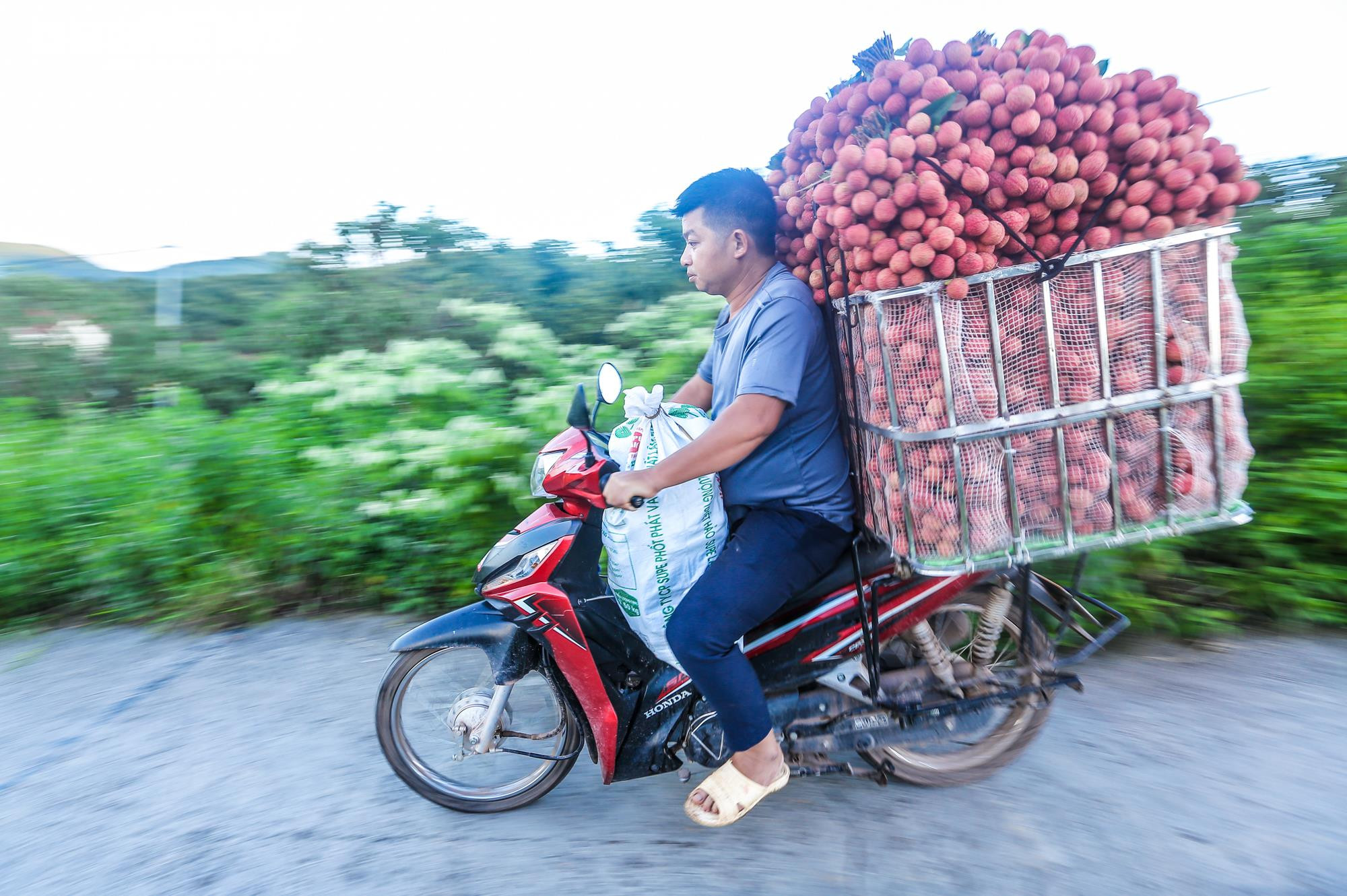 Ảnh: Theo chân nông dân Lục Ngạn soi đèn thâu đêm thu hoạch vải - 21
