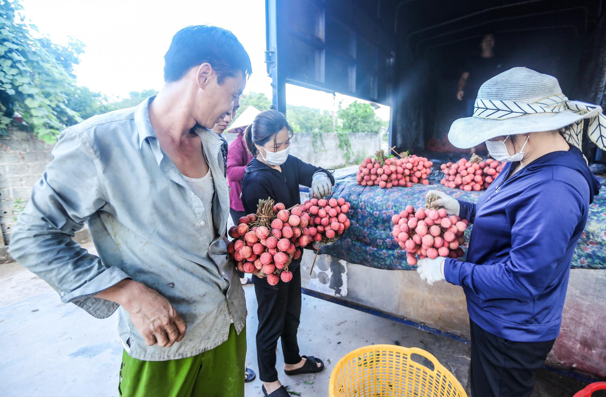 Ảnh: Theo chân nông dân Lục Ngạn soi đèn thâu đêm thu hoạch vải - 22