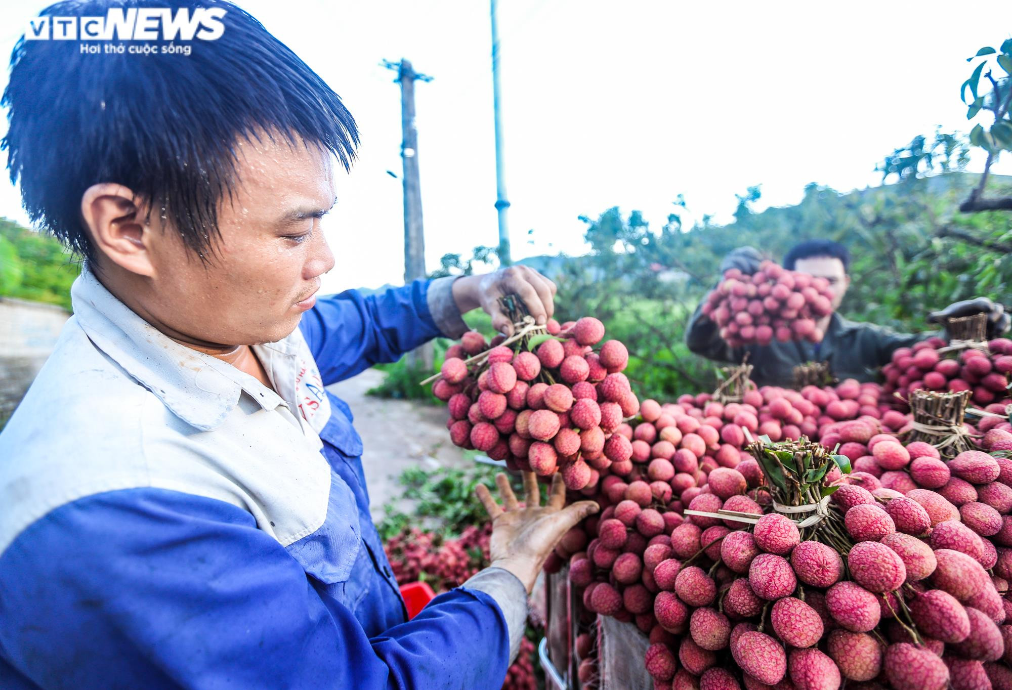 Ảnh: Theo chân nông dân Lục Ngạn soi đèn thâu đêm thu hoạch vải - 19