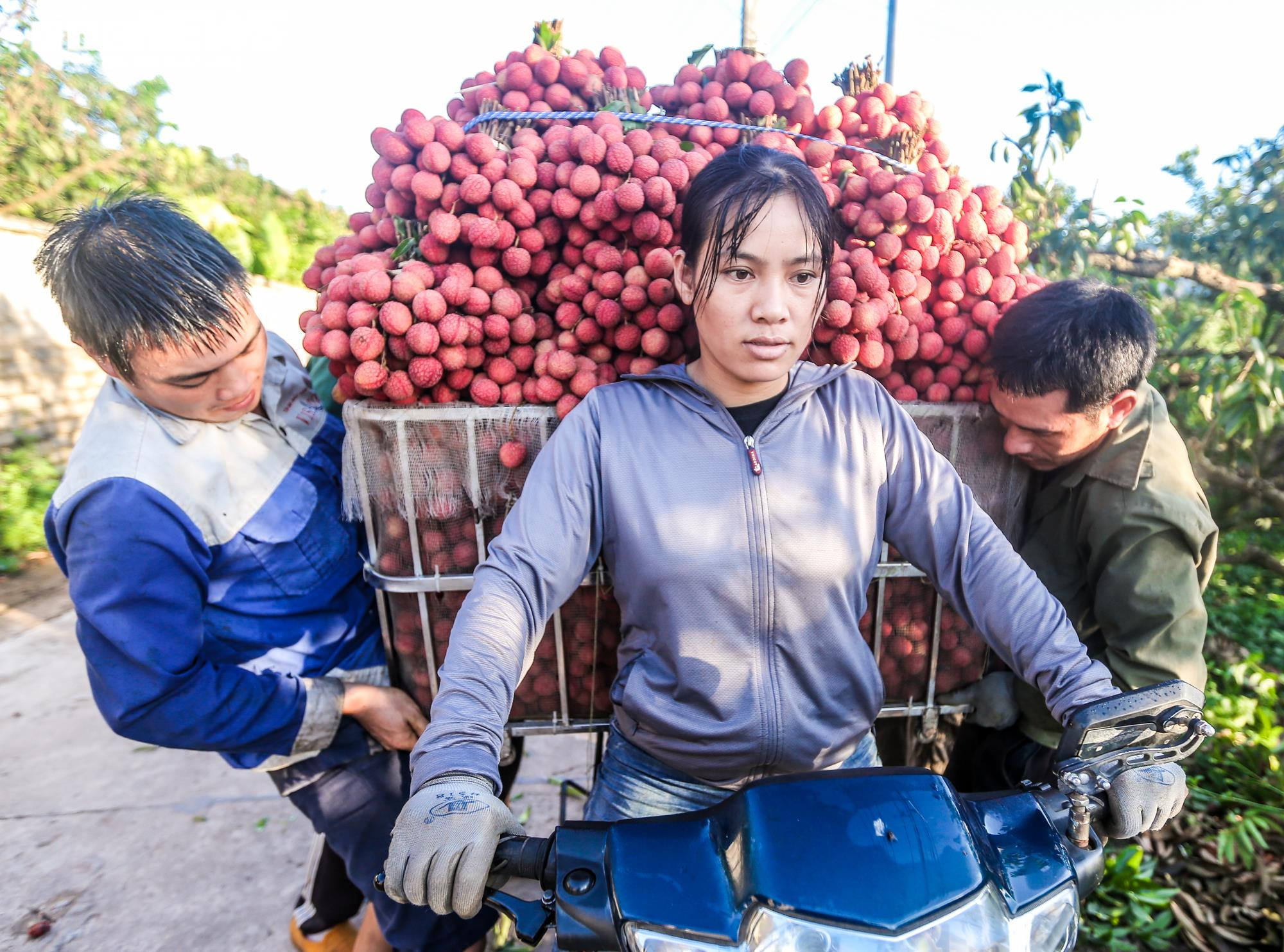 Ảnh: Theo chân nông dân Lục Ngạn soi đèn thâu đêm thu hoạch vải - 3