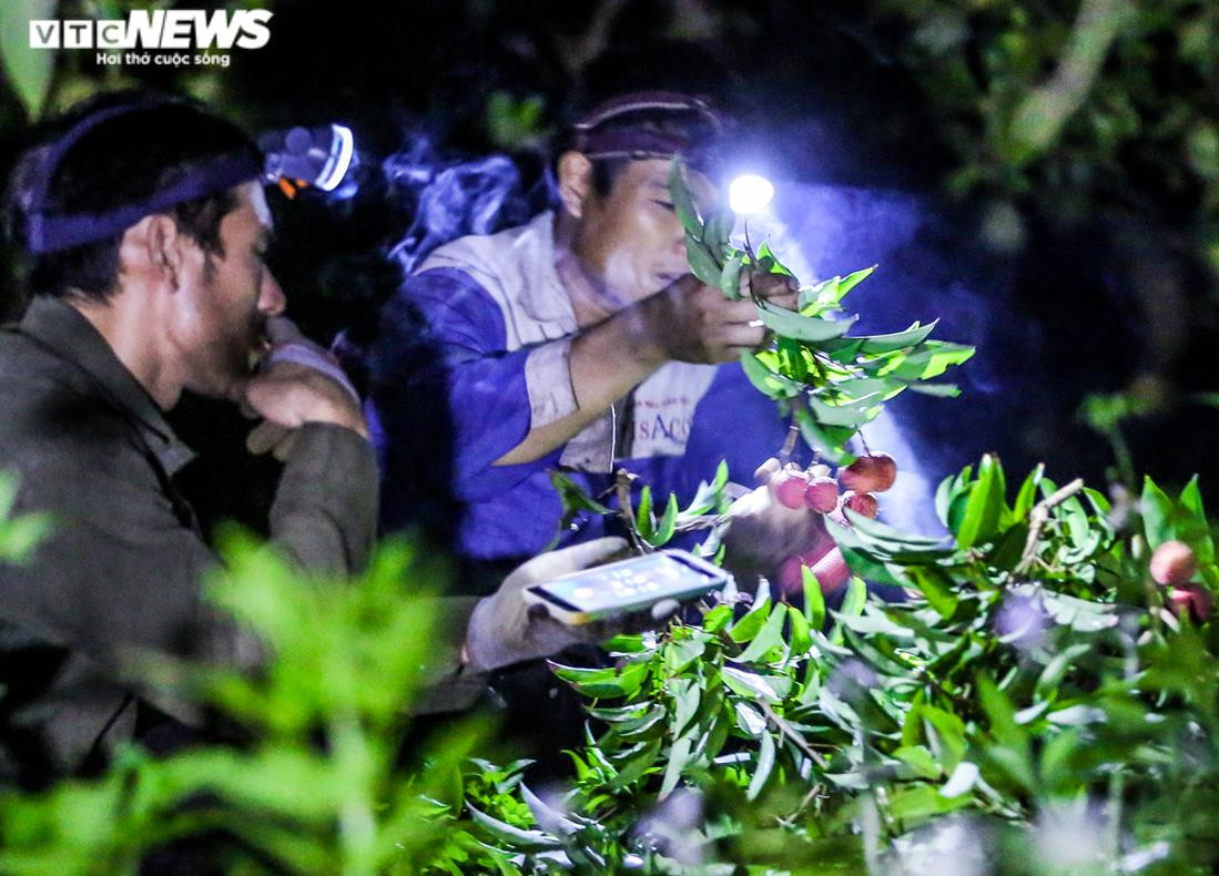 Ảnh: Theo chân nông dân Lục Ngạn soi đèn thâu đêm thu hoạch vải - 6