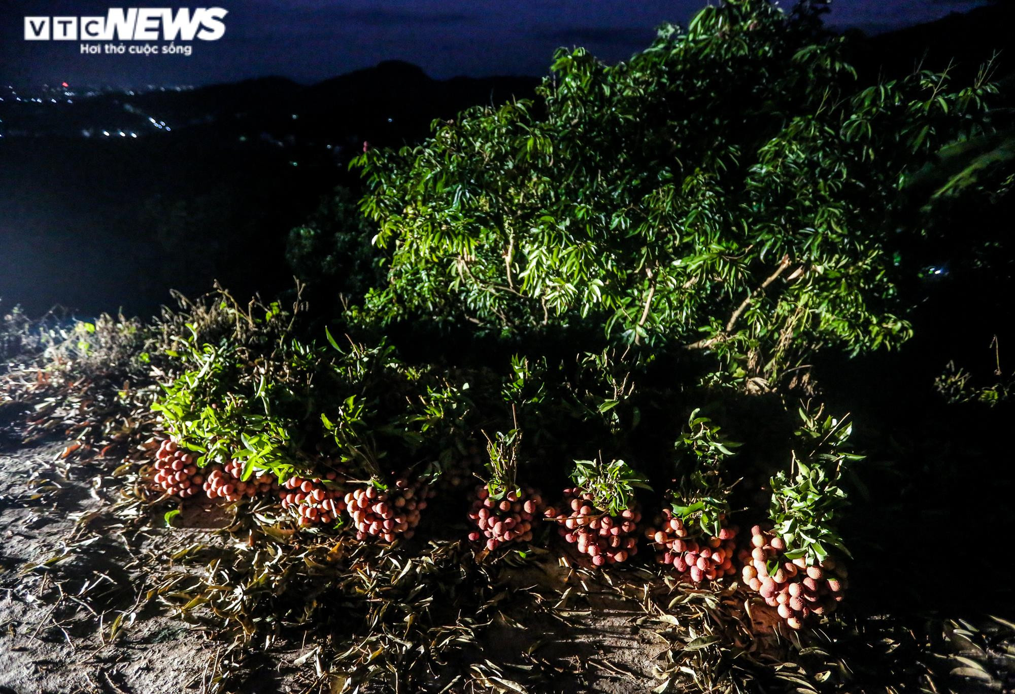 Ảnh: Theo chân nông dân Lục Ngạn soi đèn thâu đêm thu hoạch vải - 16