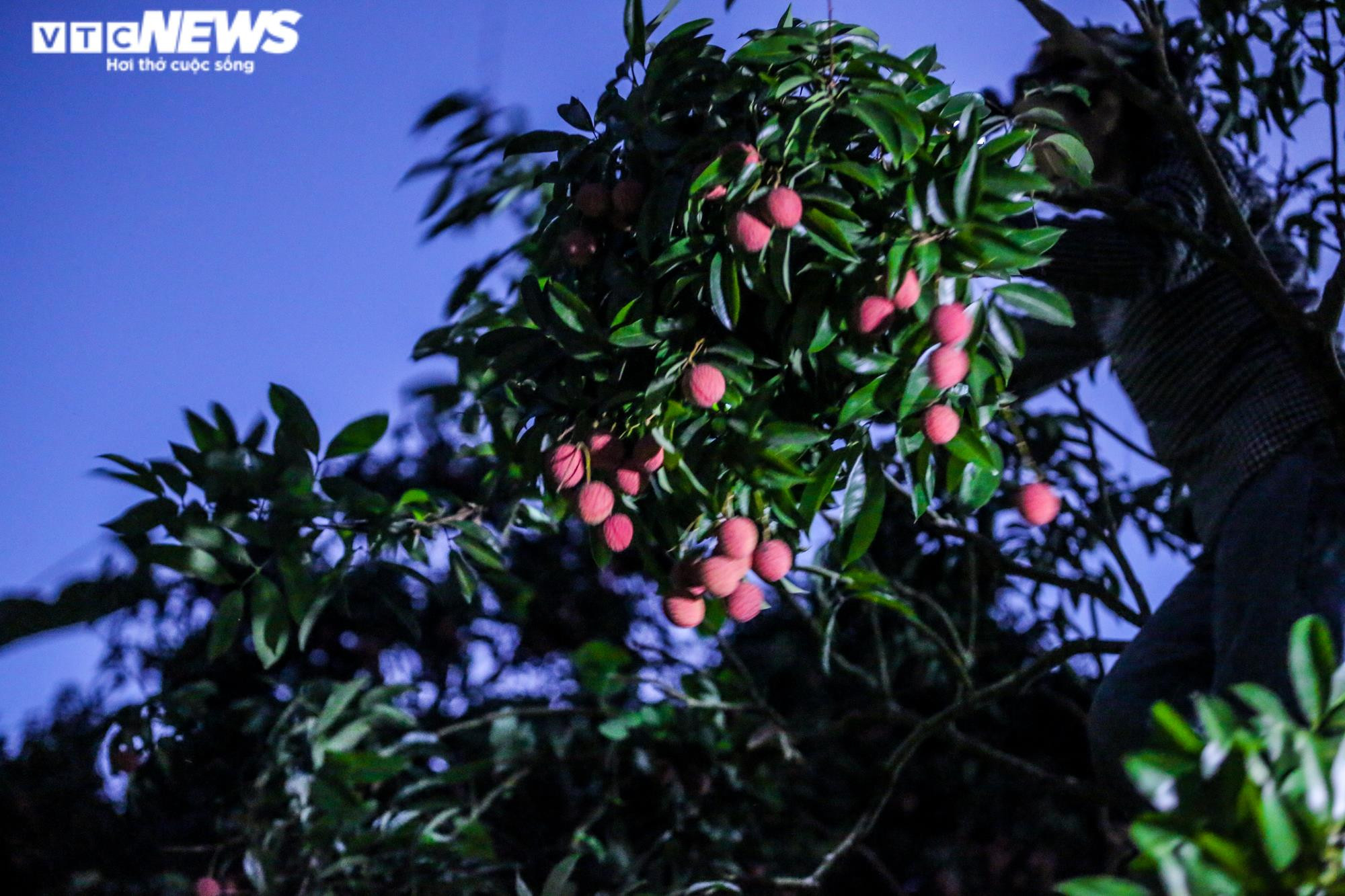 Ảnh: Theo chân nông dân Lục Ngạn soi đèn thâu đêm thu hoạch vải - 11