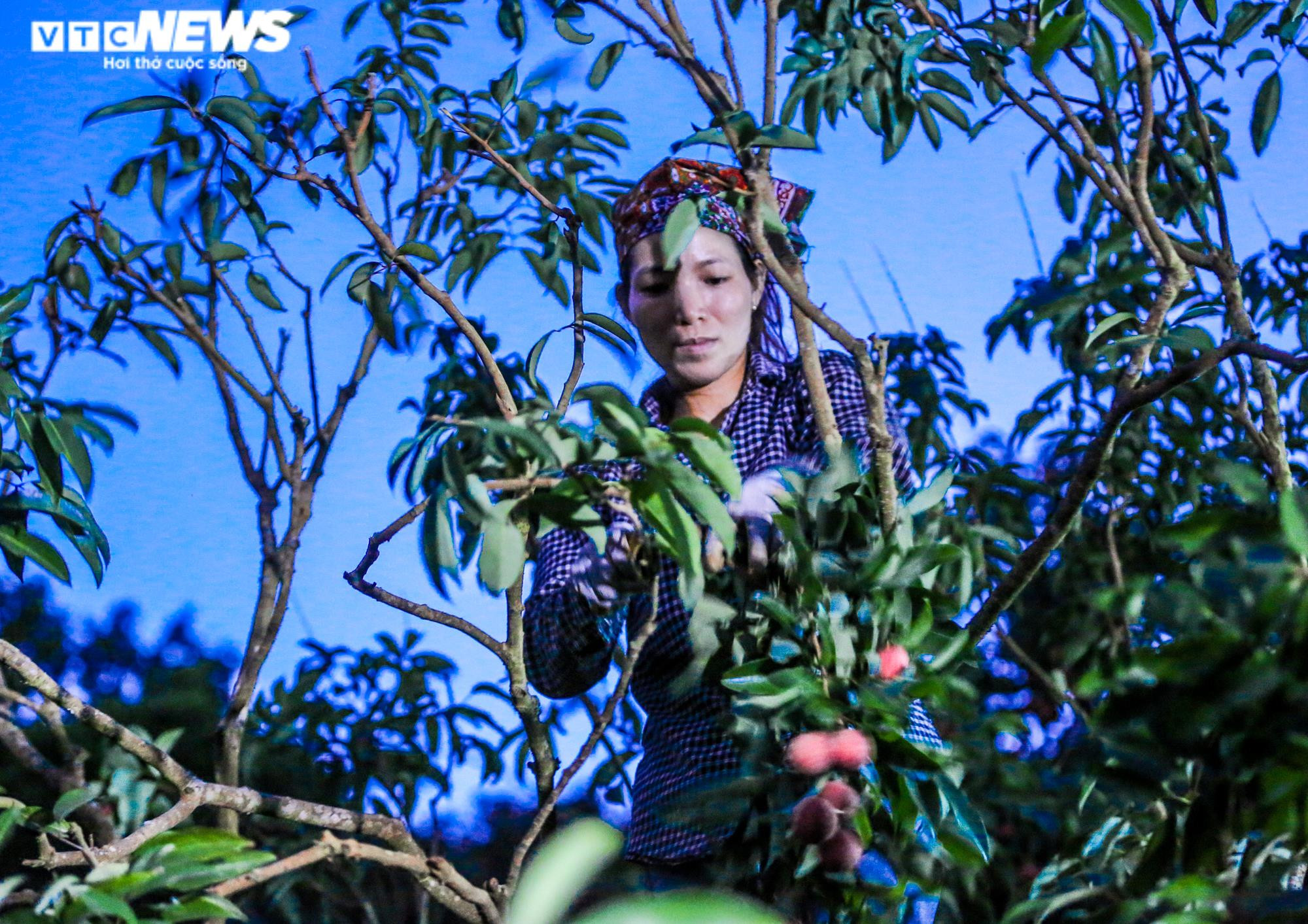 Ảnh: Theo chân nông dân Lục Ngạn soi đèn thâu đêm thu hoạch vải - 5