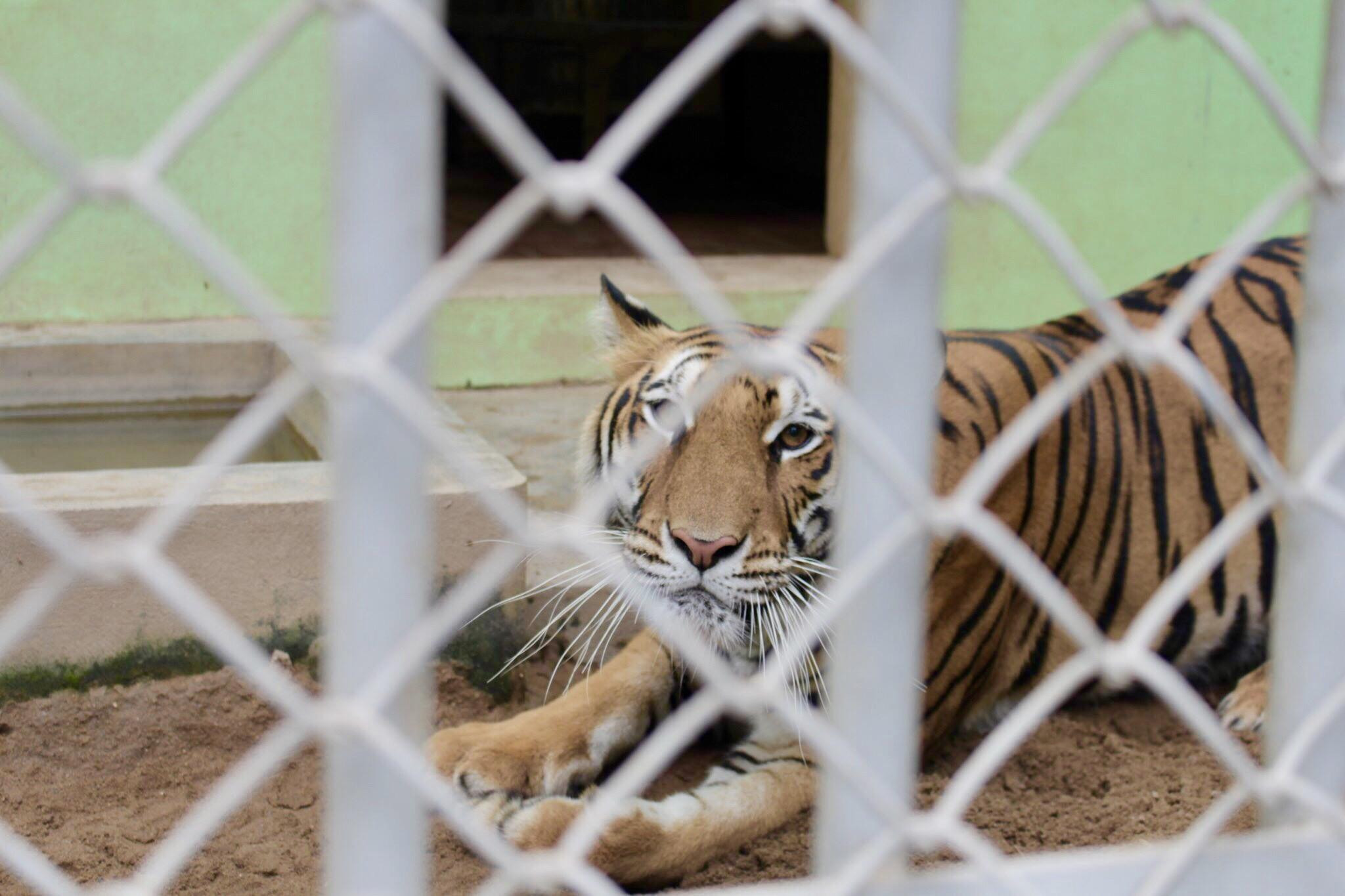 Người mẹ của những 'đứa con hổ' - 1