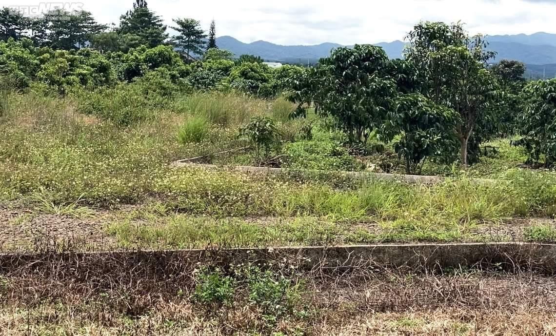 Cỏ dại bao phủ những 'siêu dự án' phân lô, bán nền ở Lâm Đồng sau thời sốt nóng - 6