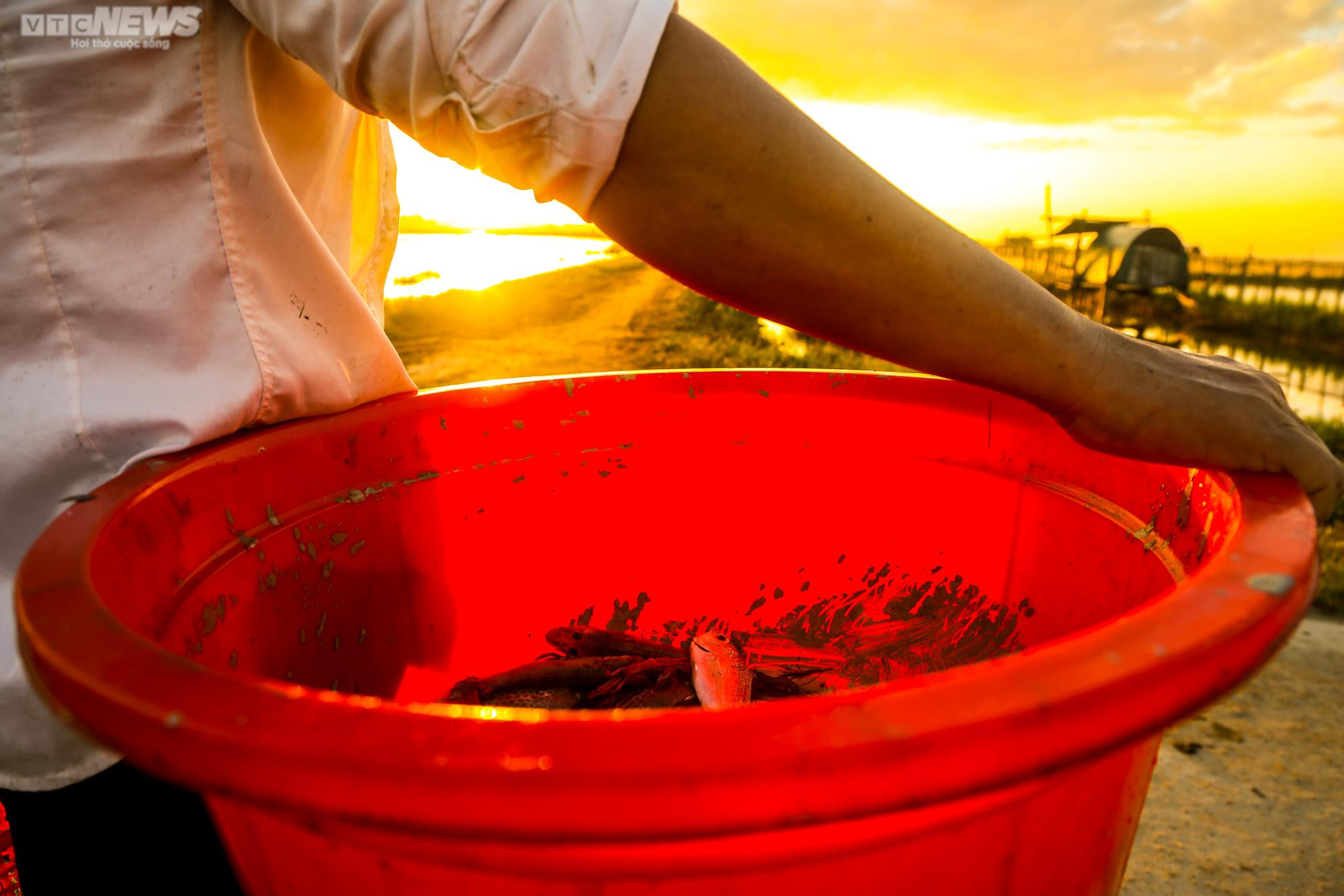 Ảnh: Chiêm ngưỡng bình minh rực rỡ trên phá Tam Giang - 5