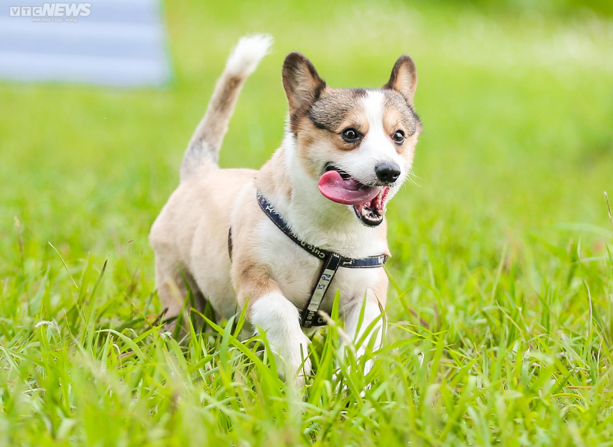 Công viên dành cho chó đầu tiên tại Hà Nội, mỗi ngày đón hơn 100 lượt thú cưng - 11