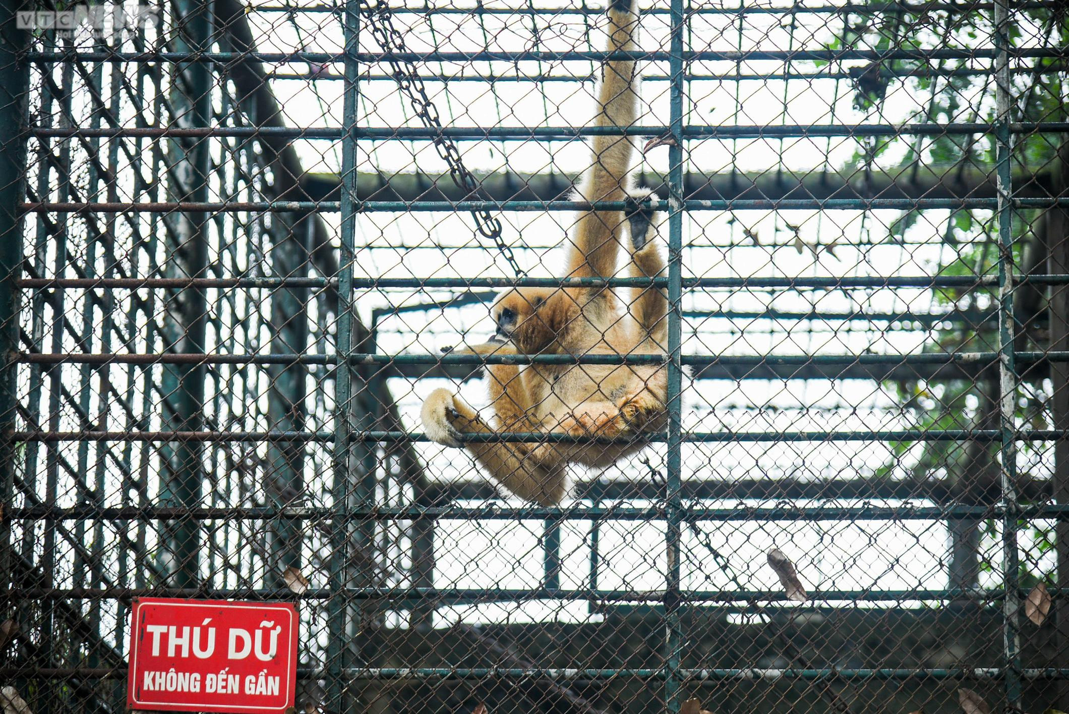 Ảnh: Bên trong 3 công viên lớn ở Hà Nội sắp được cải tạo, nâng cấp - 11