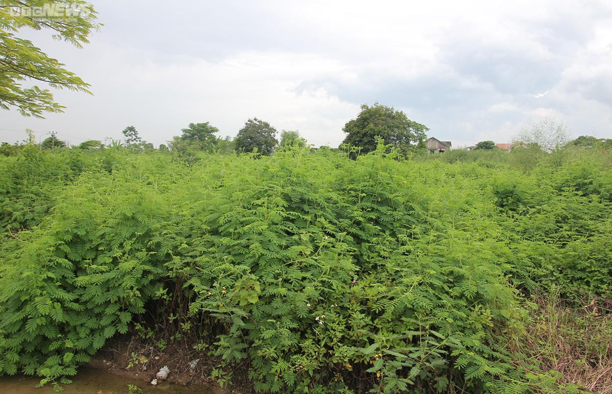 Ảnh: Hệ lụy từ những đại dự án nhà ở quận Dương Kinh, Hải Phòng - 29