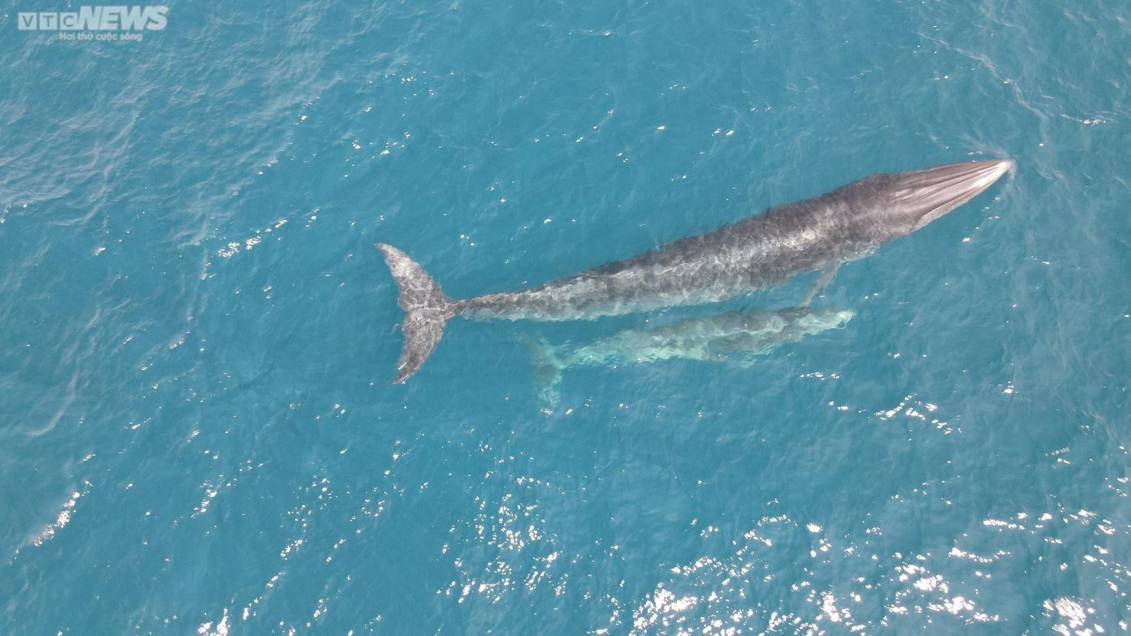 Làm thế nào giữ cá voi lại với vùng biển Bình Định? - 2