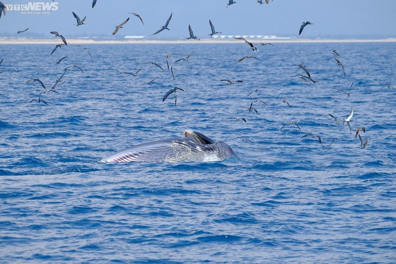 Làm thế nào giữ cá voi lại với vùng biển Bình Định? - 5