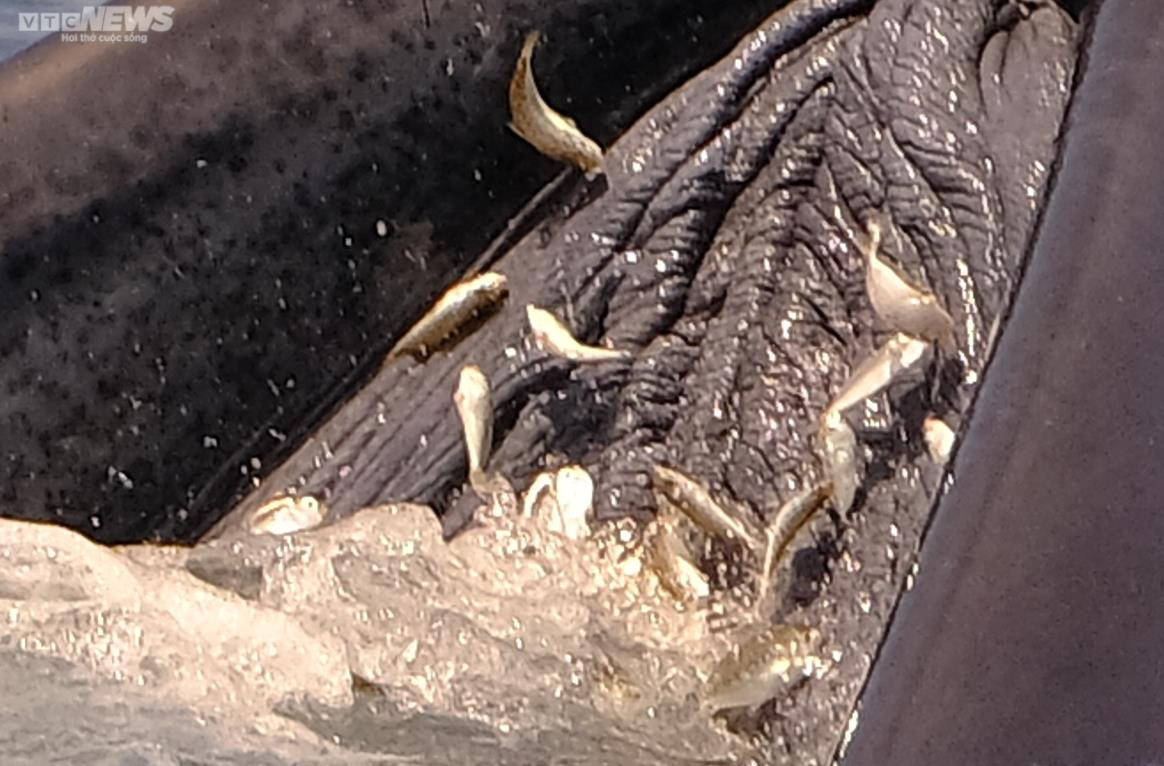 Làm thế nào giữ cá voi lại với vùng biển Bình Định? - 3