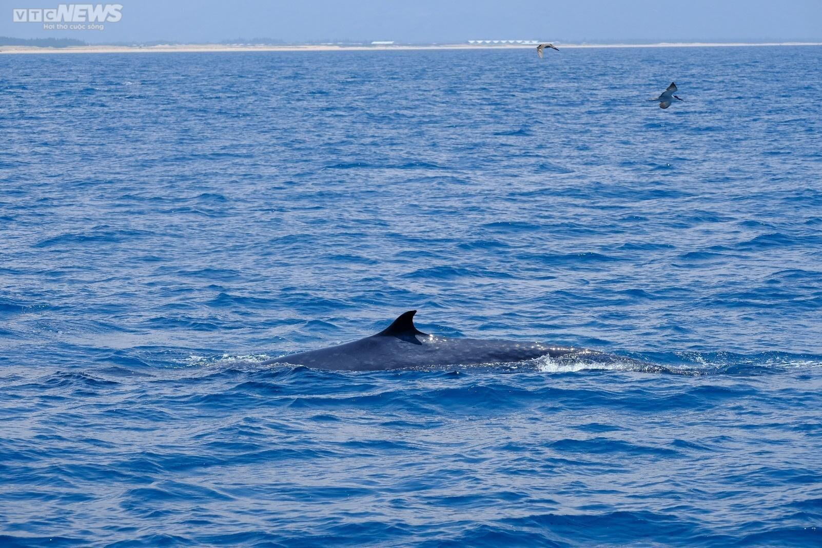 Làm thế nào giữ cá voi lại với vùng biển Bình Định? - 9