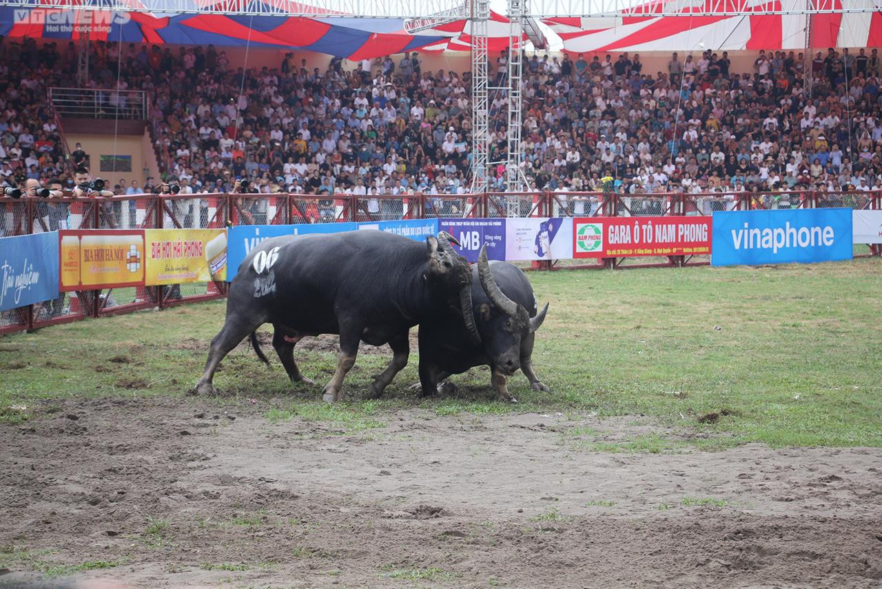 Ảnh: Thót tim những pha đấu đầu, cáng hầu của các 'ông trâu' Đồ Sơn - 9