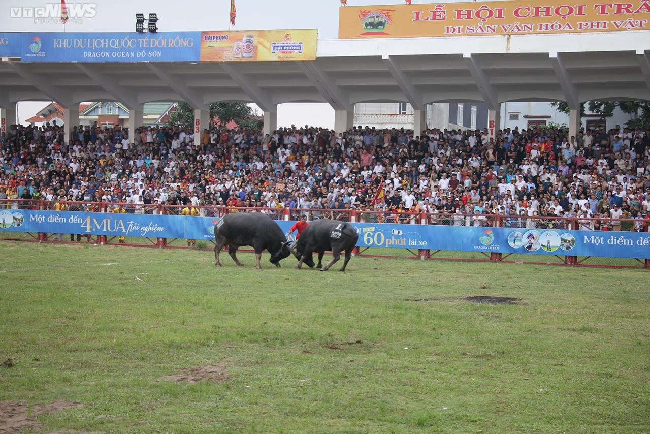 Ảnh: Thót tim những pha đấu đầu, cáng hầu của các 'ông trâu' Đồ Sơn - 13