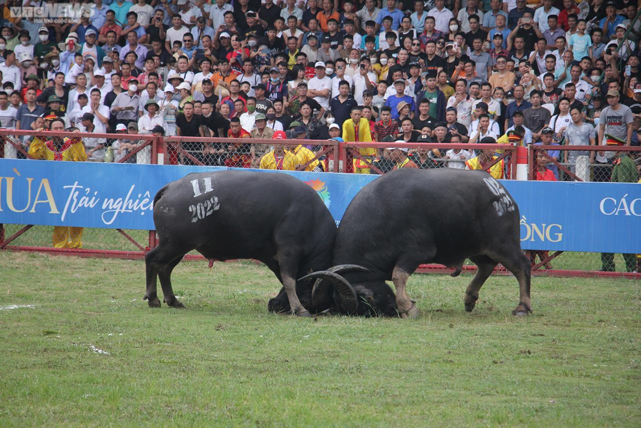Ảnh: Thót tim những pha đấu đầu, cáng hầu của các 'ông trâu' Đồ Sơn - 12
