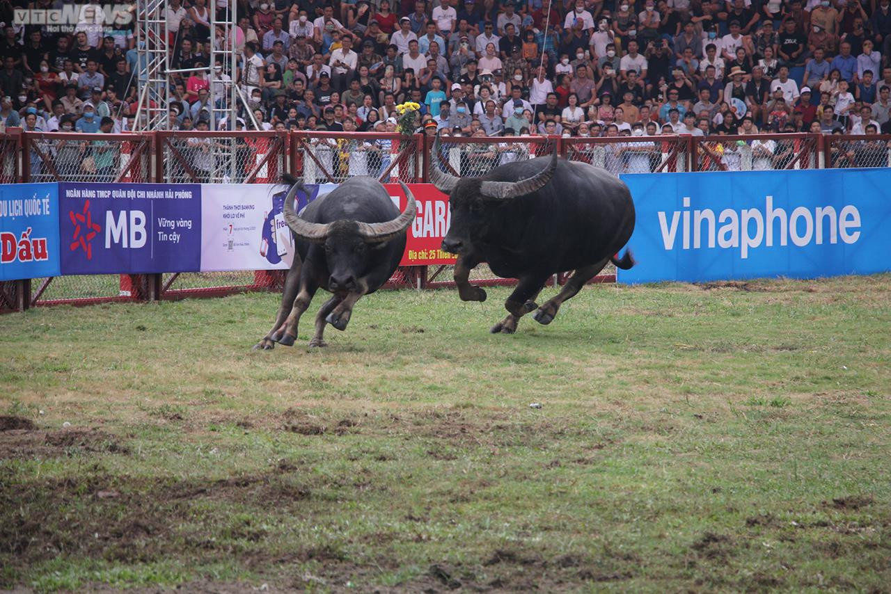 Ảnh: Thót tim những pha đấu đầu, cáng hầu của các 'ông trâu' Đồ Sơn - 14