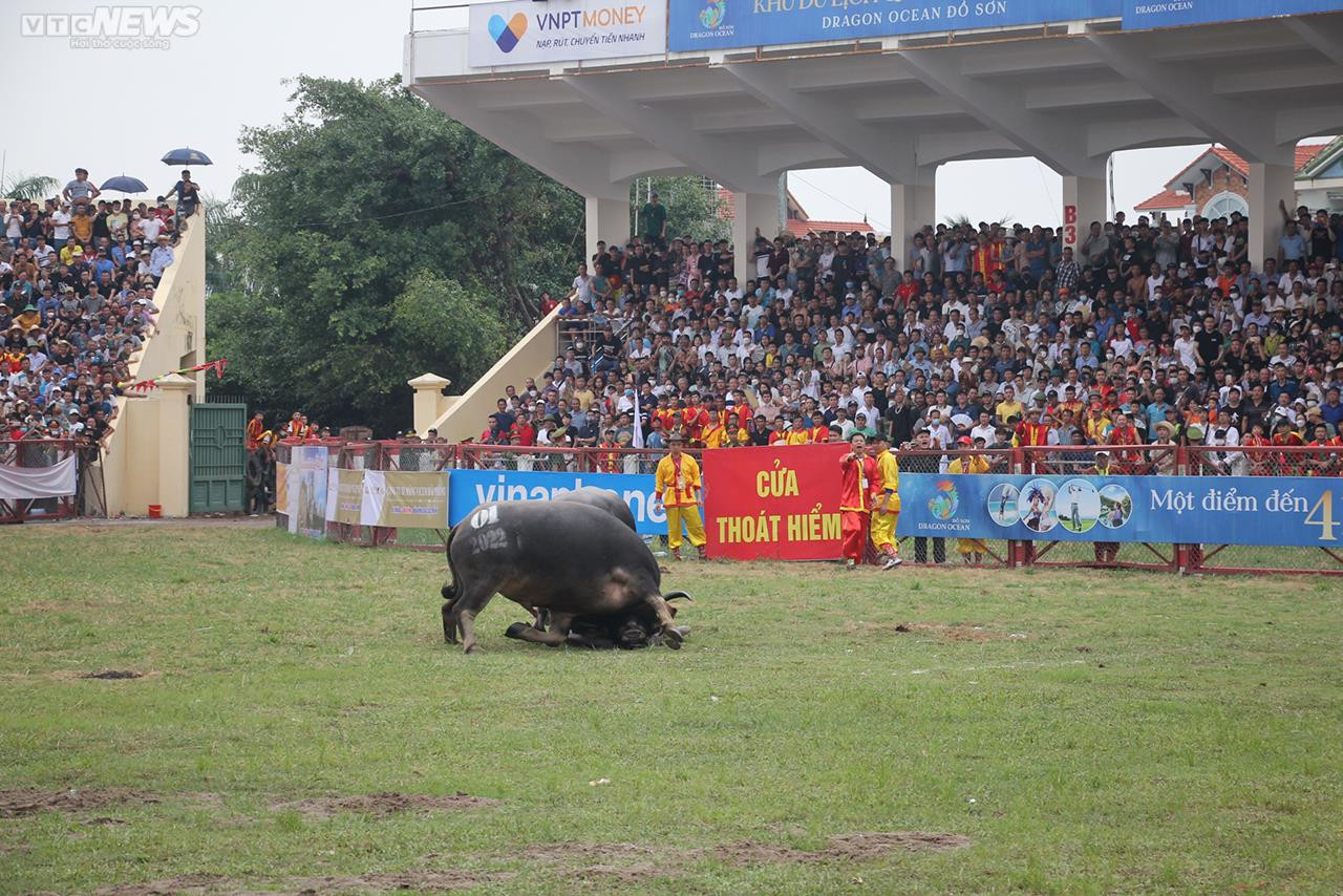 Ảnh: Thót tim những pha đấu đầu, cáng hầu của các 'ông trâu' Đồ Sơn - 17