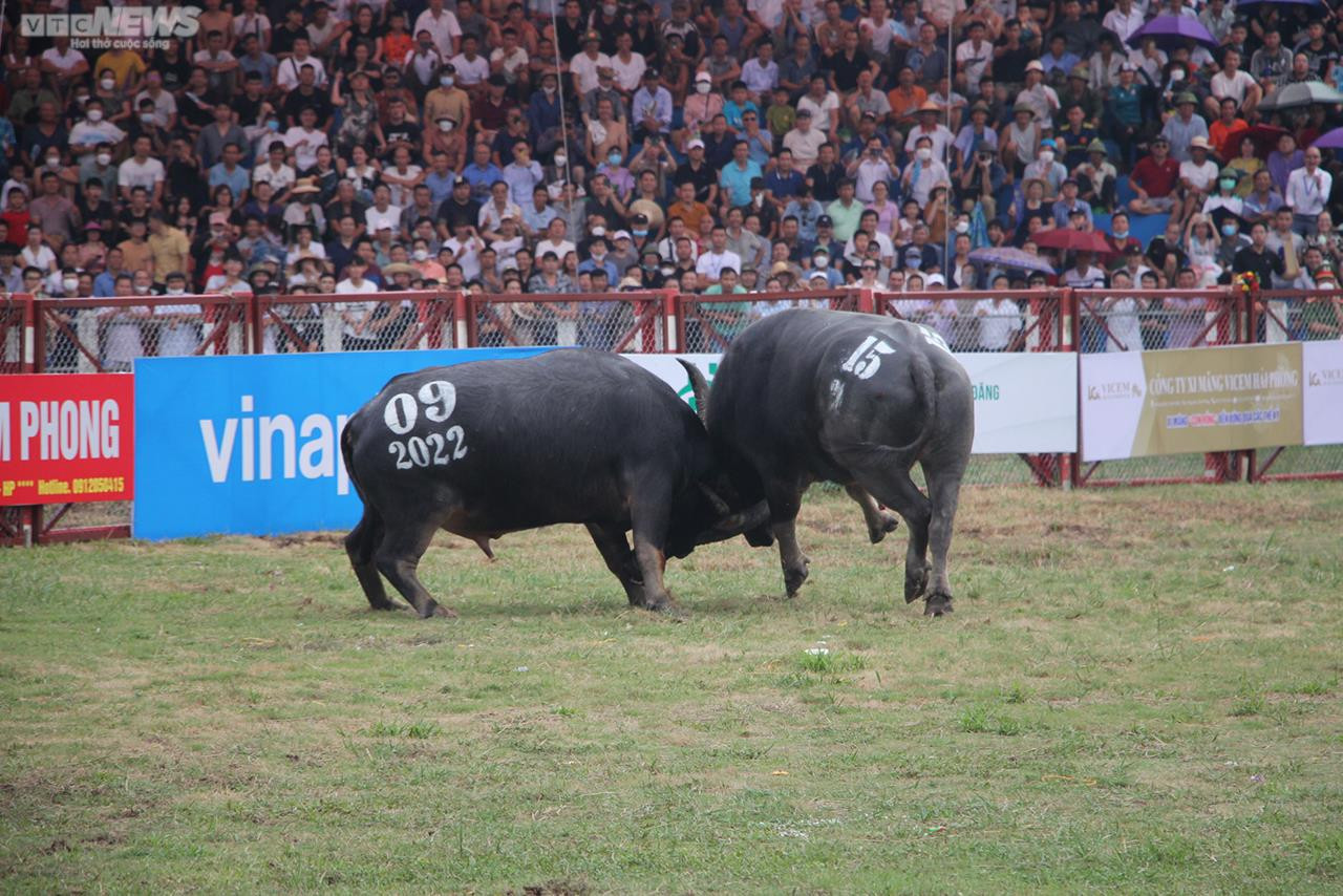 Ảnh: Thót tim những pha đấu đầu, cáng hầu của các 'ông trâu' Đồ Sơn - 18