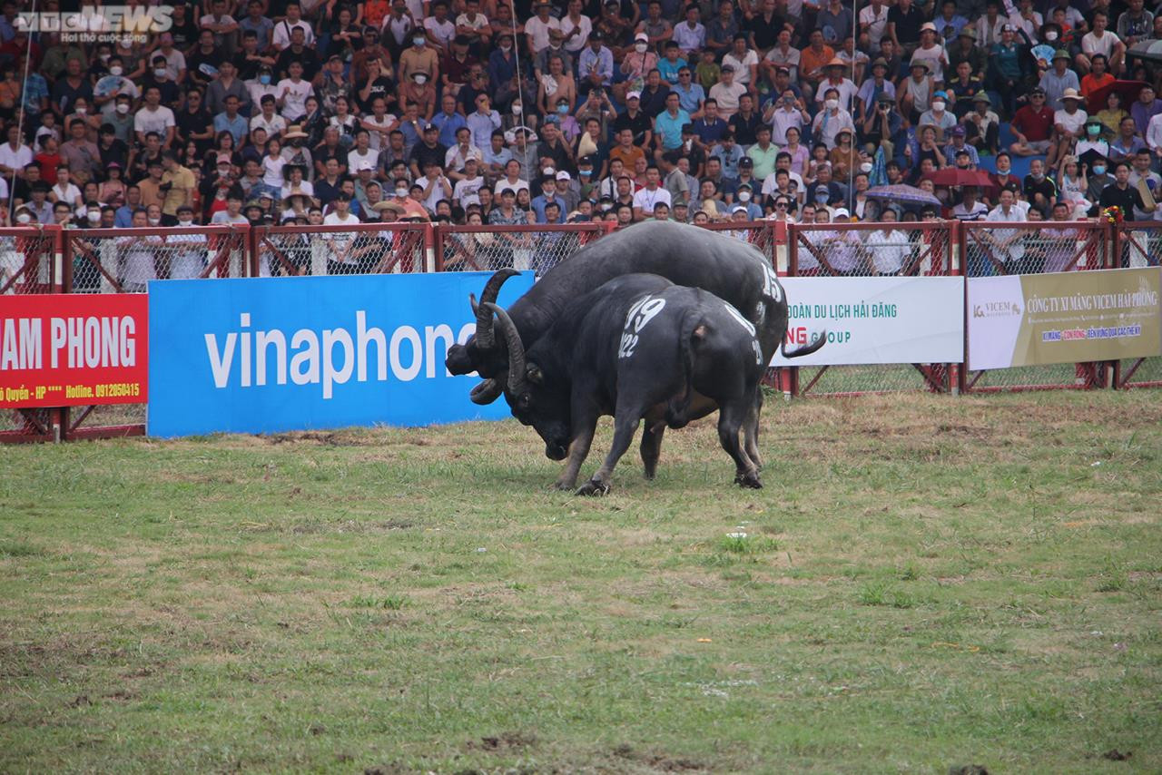 Ảnh: Thót tim những pha đấu đầu, cáng hầu của các 'ông trâu' Đồ Sơn - 20