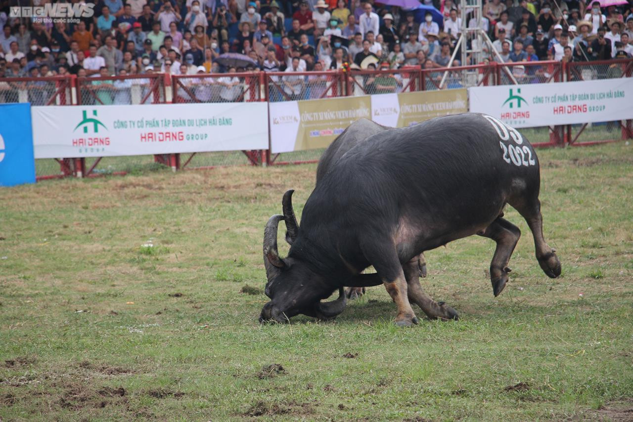 Ảnh: Thót tim những pha đấu đầu, cáng hầu của các 'ông trâu' Đồ Sơn - 21