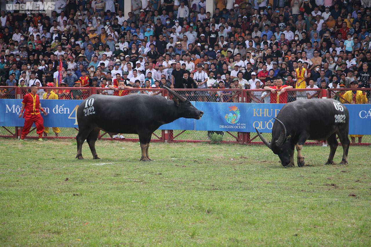 Ảnh: Thót tim những pha đấu đầu, cáng hầu của các 'ông trâu' Đồ Sơn - 22