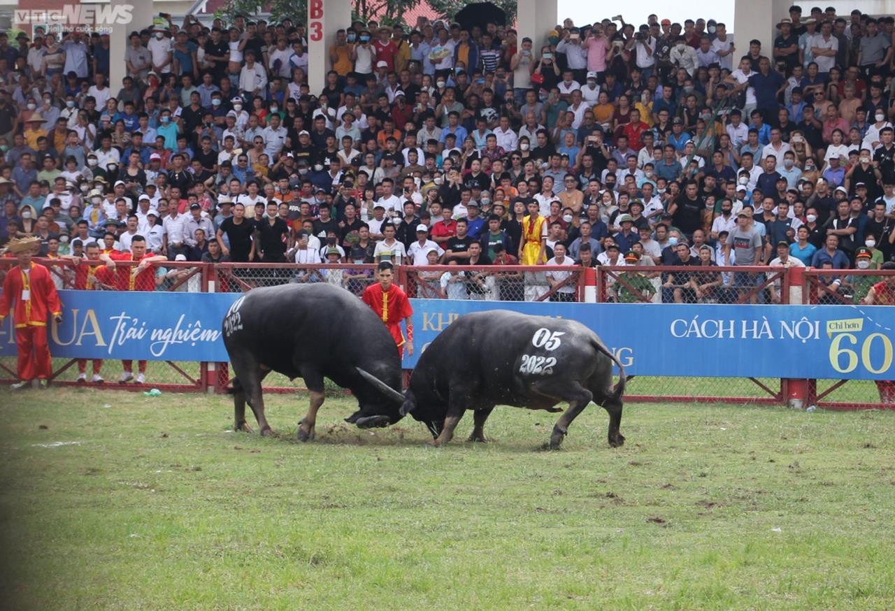 Ảnh: Thót tim những pha đấu đầu, cáng hầu của các 'ông trâu' Đồ Sơn - 23