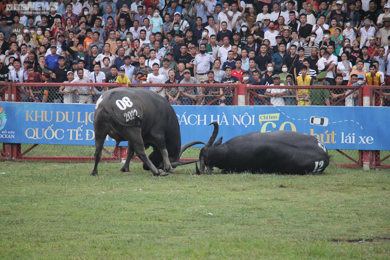 Ảnh: Thót tim những pha đấu đầu, cáng hầu của các 'ông trâu' Đồ Sơn - 7