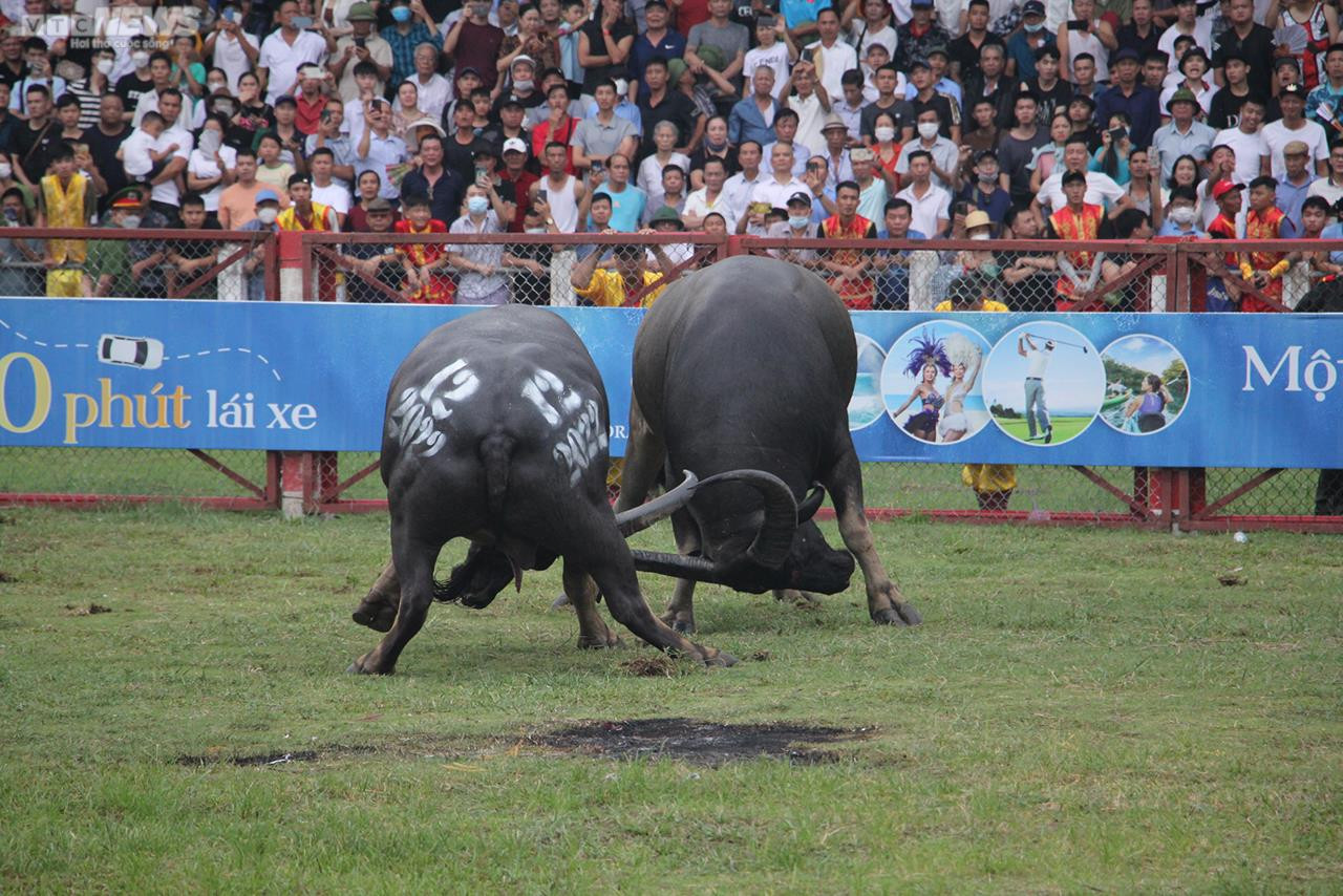 Ảnh: Thót tim những pha đấu đầu, cáng hầu của các 'ông trâu' Đồ Sơn - 8