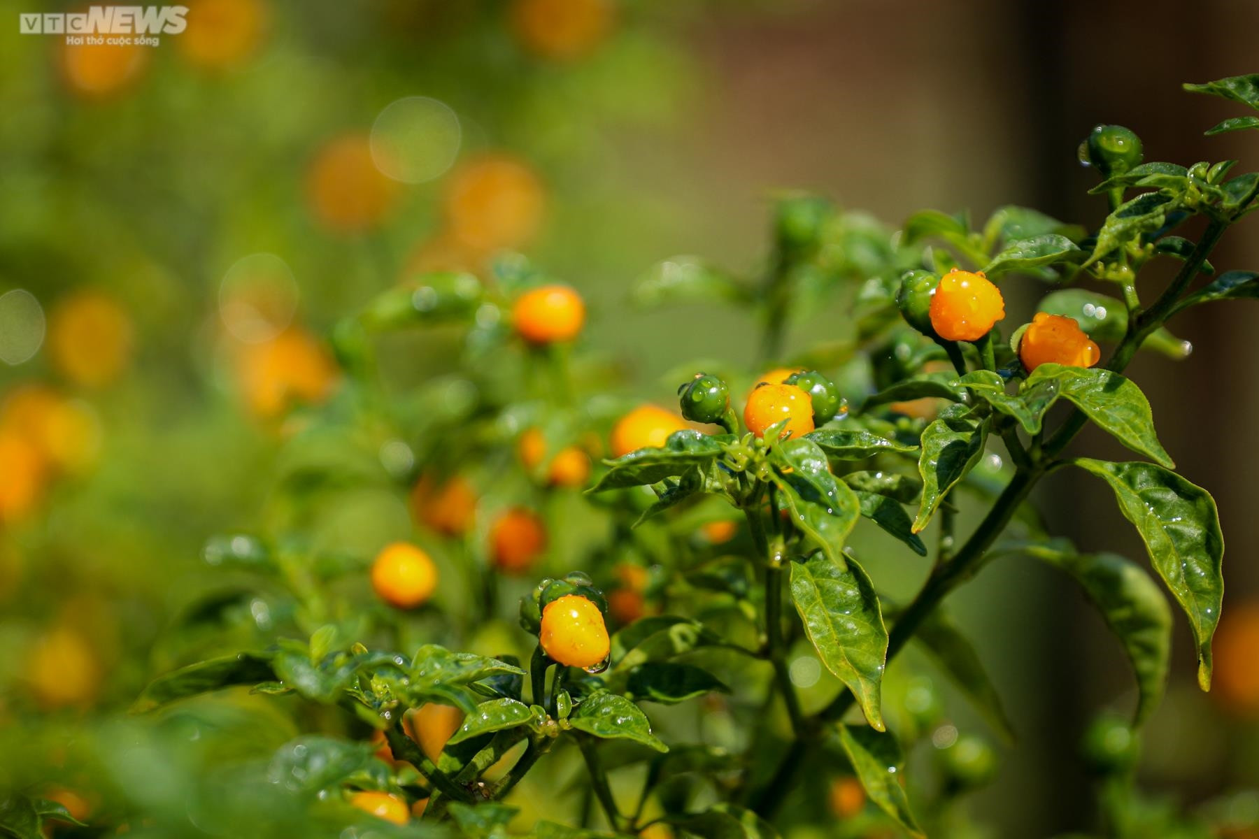 Ảnh: Mục sở thị khu vườn trồng loại ớt đắt nhất thế giới ở Hà Tĩnh - 11