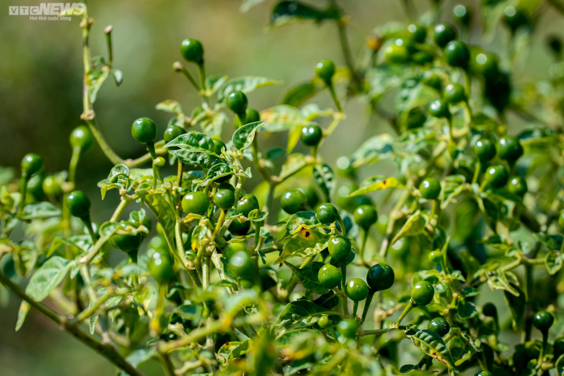 Ảnh: Mục sở thị khu vườn trồng loại ớt đắt nhất thế giới ở Hà Tĩnh - 10