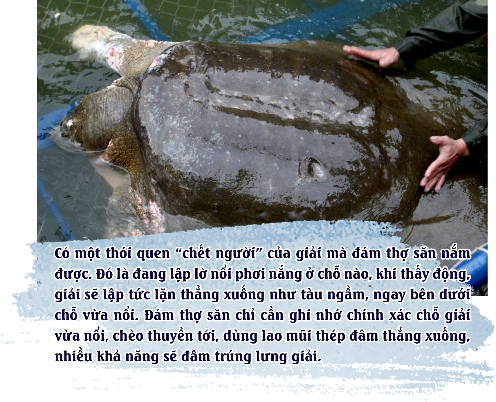 Theo dấu ‘thuồng luồng’: Bí ẩn đầm Ao Châu - 5