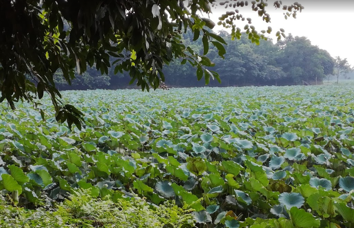 Theo dấu ‘thuồng luồng’: Ký ức của thợ săn giải khổng lồ - 3