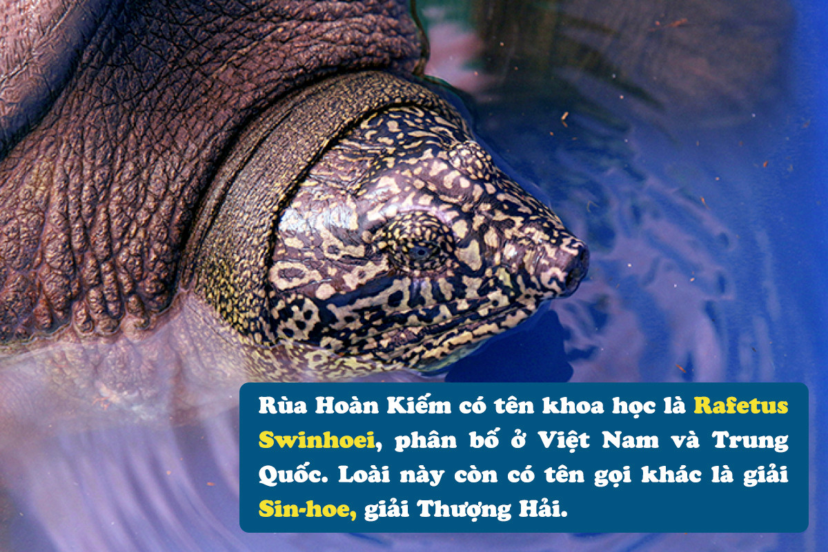 Theo dấu ‘thuồng luồng’: Ký ức của thợ săn giải khổng lồ - 4