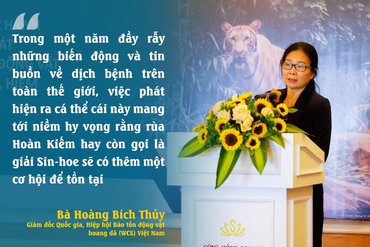 Theo dấu 'thuồng luồng': Ở hồ Đồng Mô, có bao nhiêu cá thể rùa Hoàn Kiếm? - 4