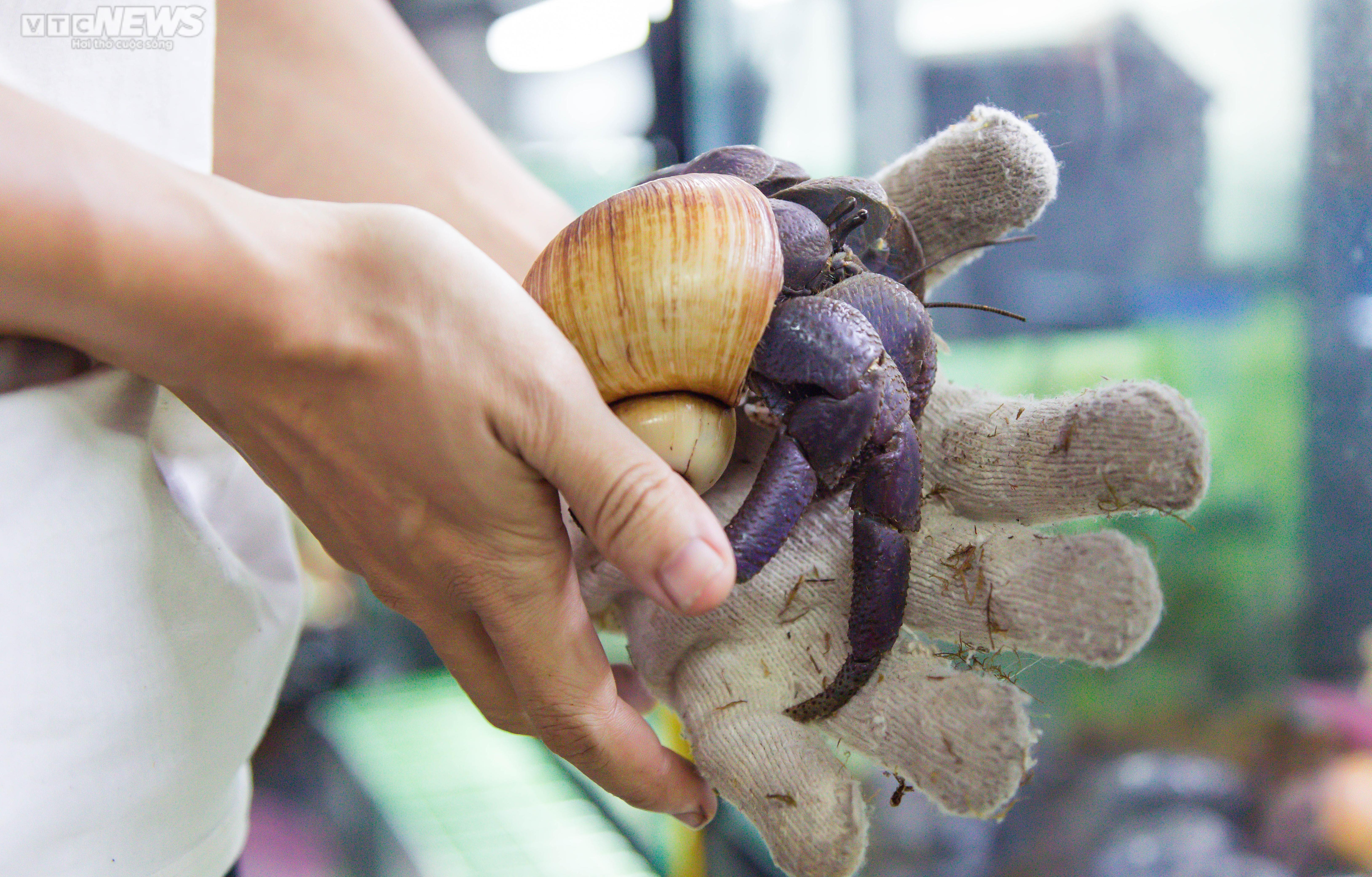 Bộ sưu tập ốc mượn hồn sặc sỡ sắc màu của cô gái 9X Hà Nội - 11