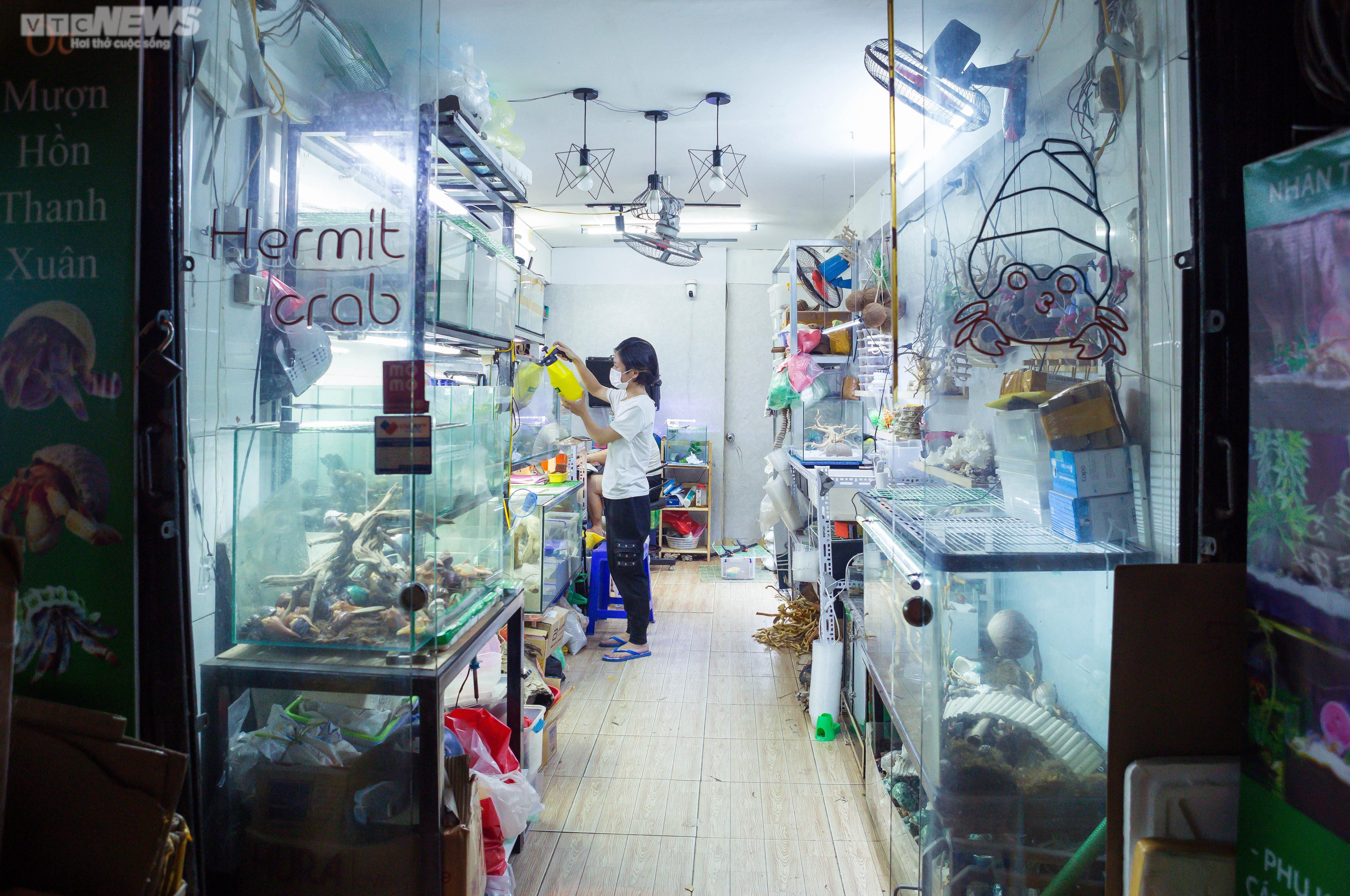 Bộ sưu tập ốc mượn hồn sặc sỡ sắc màu của cô gái 9X Hà Nội - 1