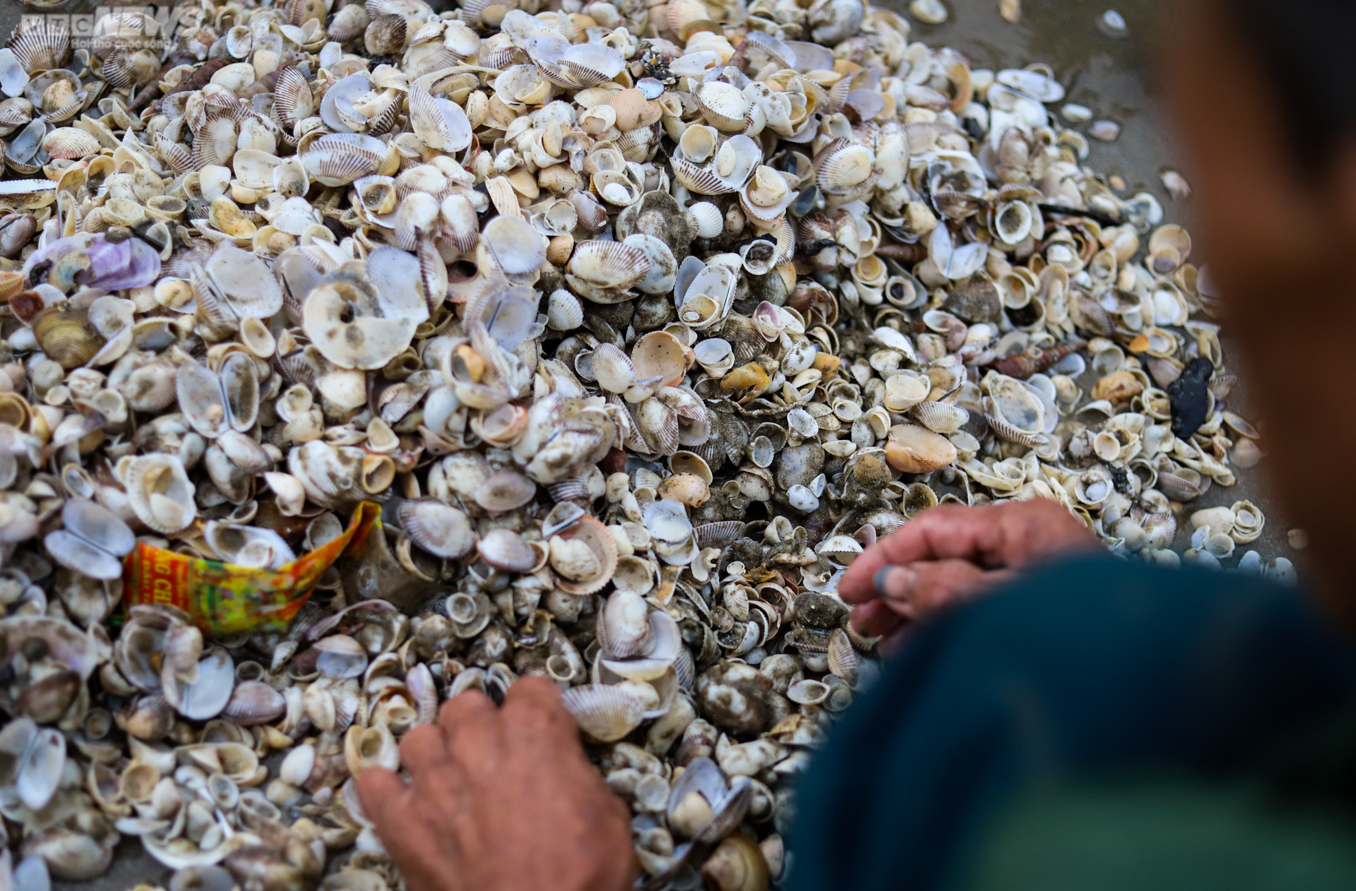 Ảnh: Người Hà Tĩnh đổ xô ra biển vớt sò lông sau mưa bão - 9